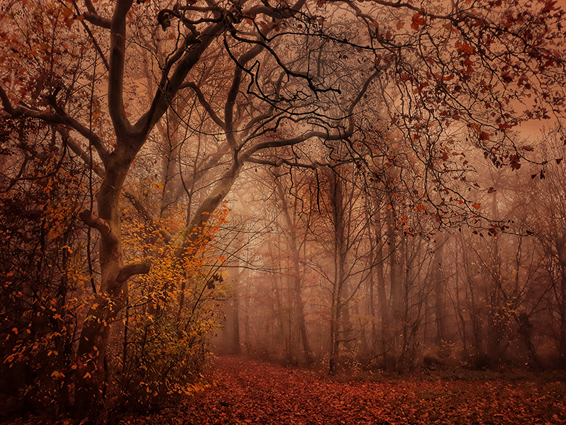 Waldlandschaft im Herbstkleid