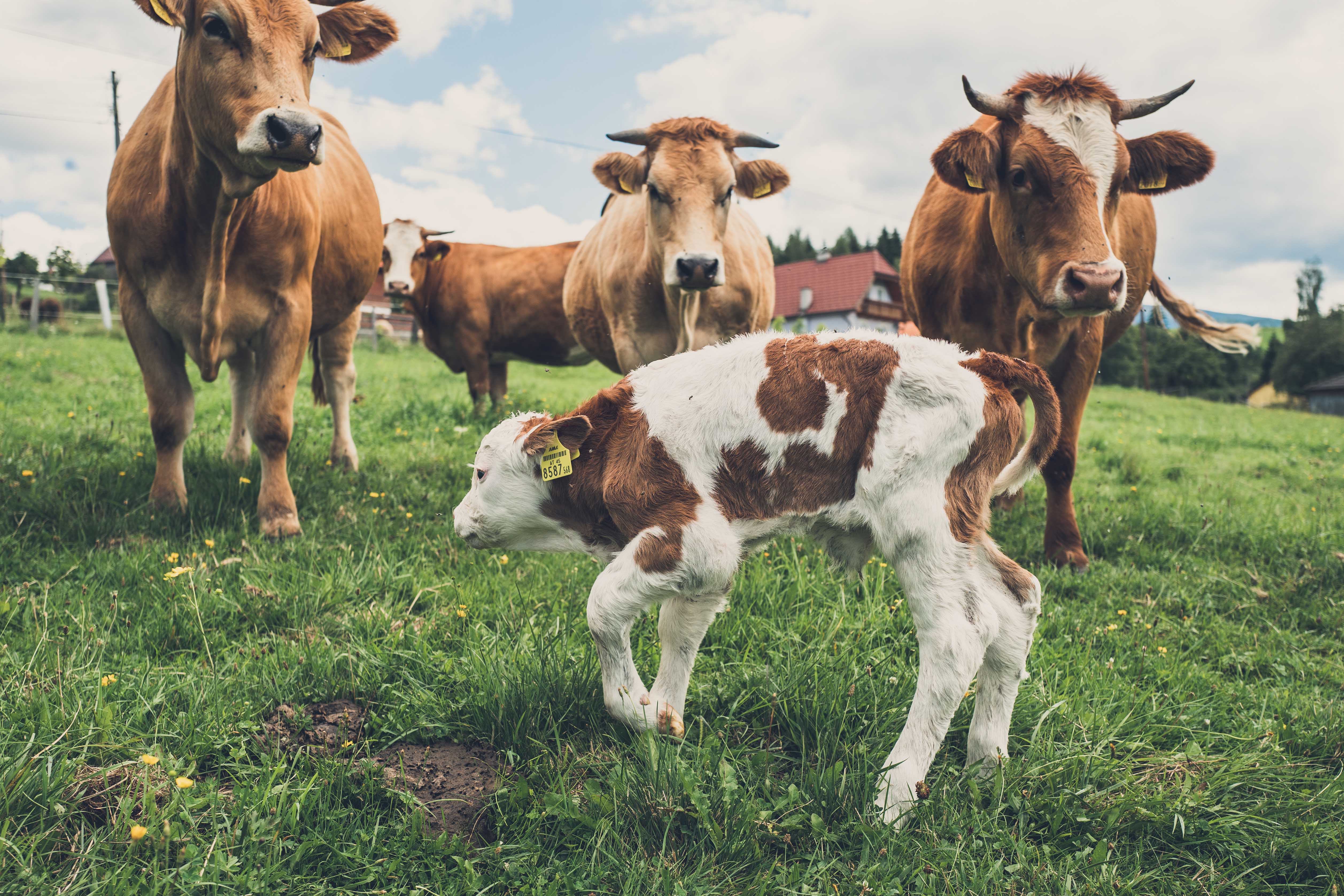 eien Fotografie von Kühen auf einer Weide, ganz vorne ein neugeborenes Kaln