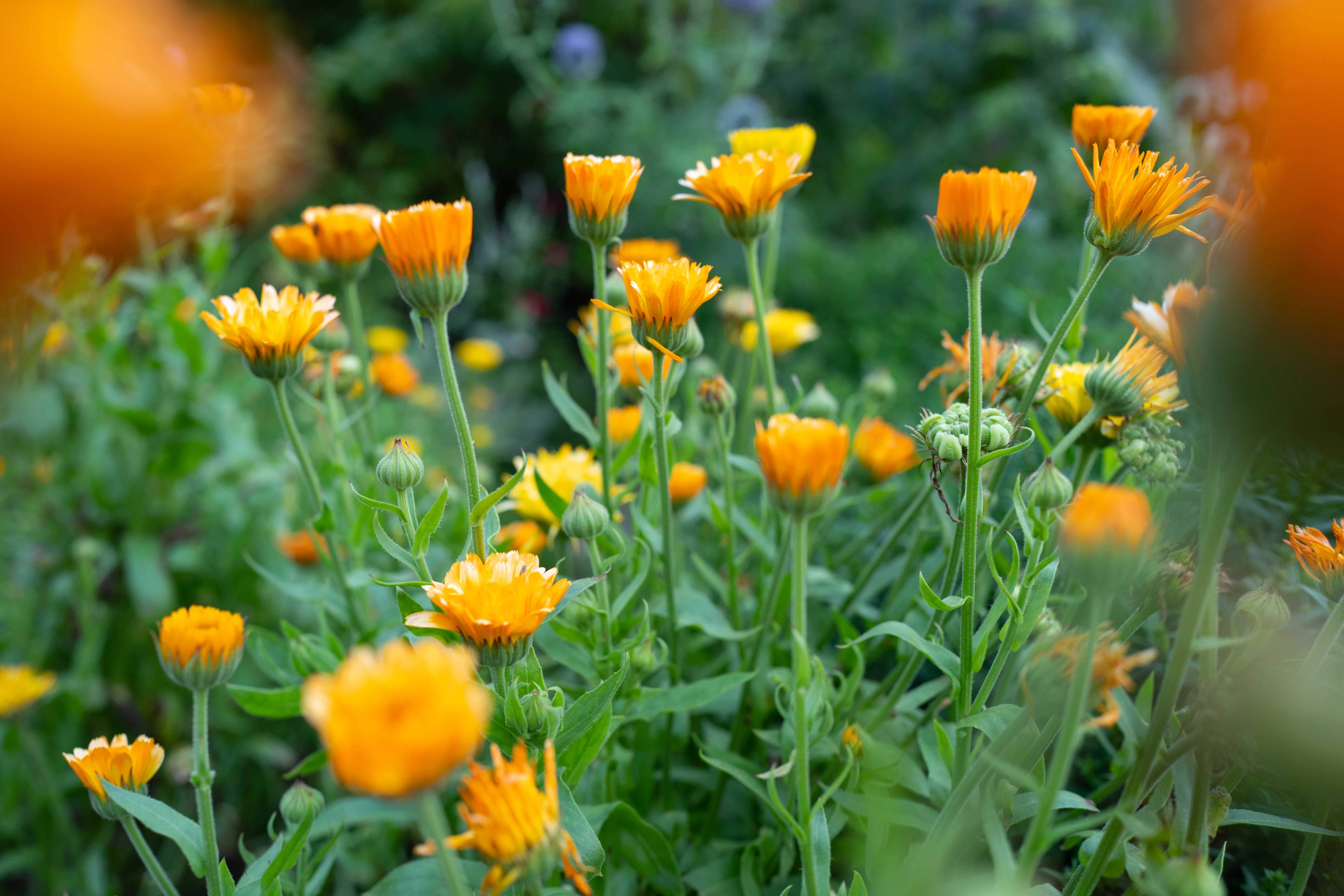 Durch zwei orangenen kleinen Blumen durchfotografiert sind ganz scharf noch weitere Blumen zu sehen in grüner Wiese