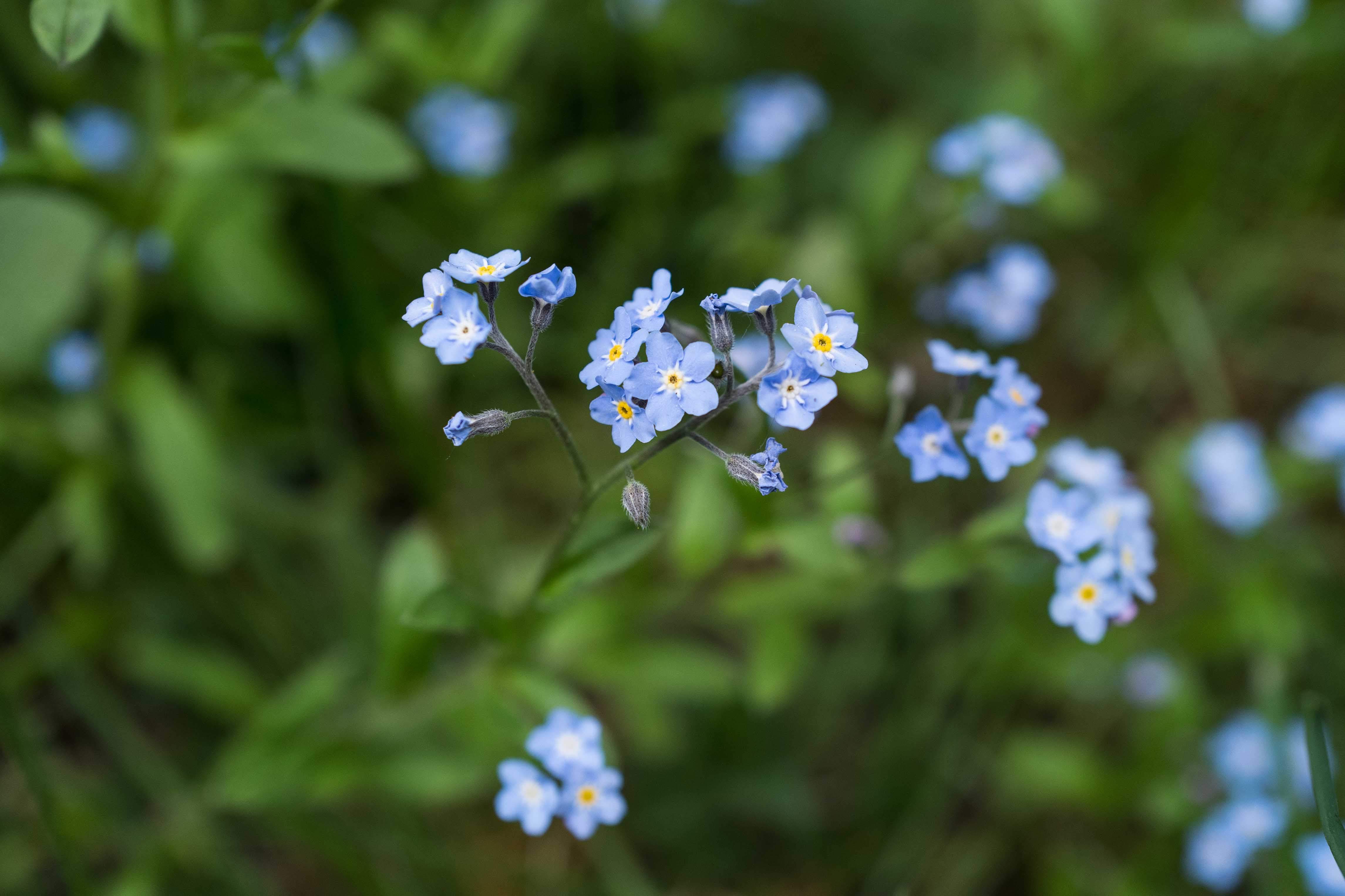 zu sehen sind die babyblauen Blüten der Vergissmeinnicht Blume. Im Hintergrund dunkelgrünes Gras ganz unscharf zu sehen