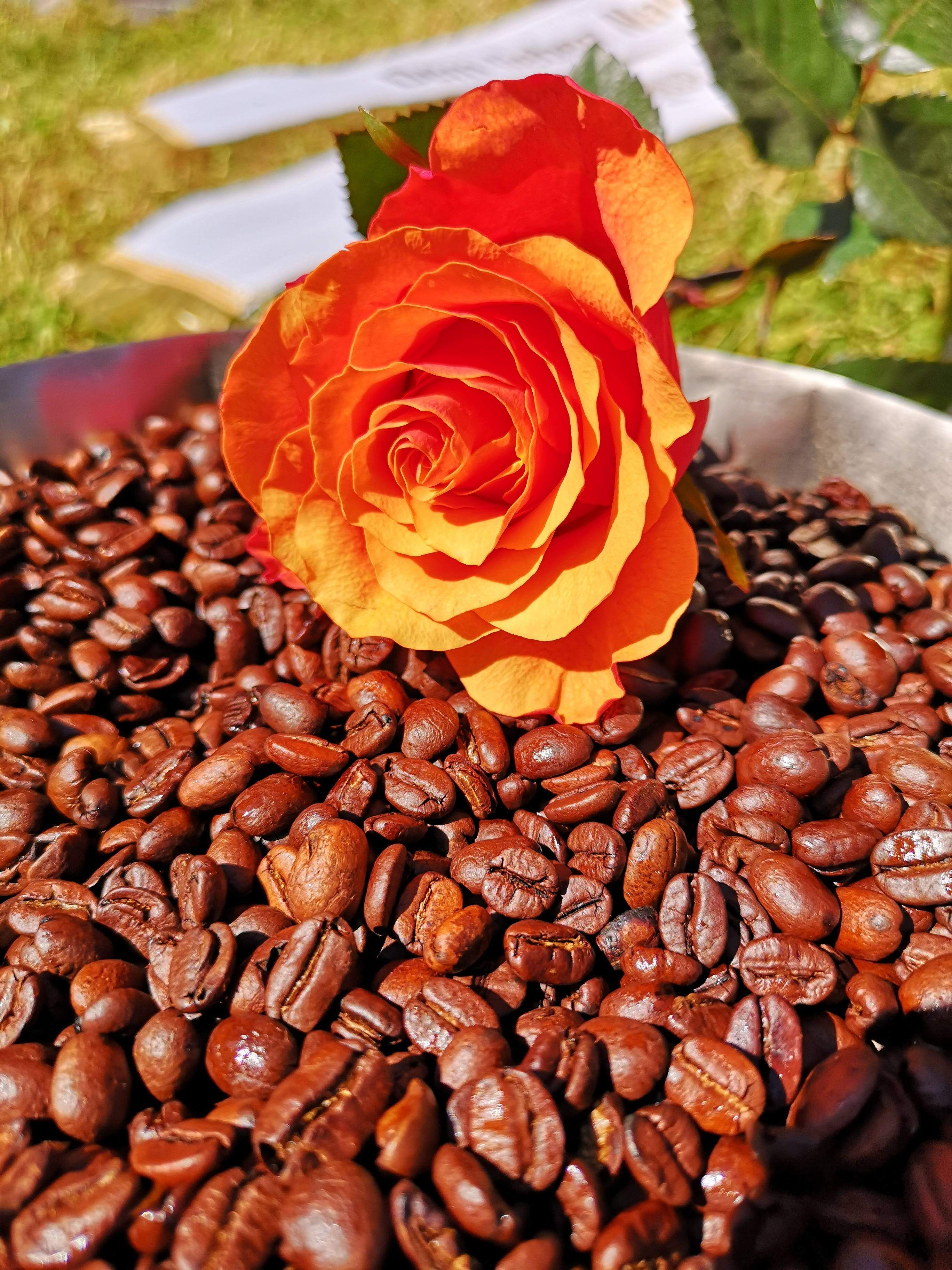 Warum immer nur Erde oder Blütenblätter ins Grab werfen? Kaffeebohnen gehen auch.