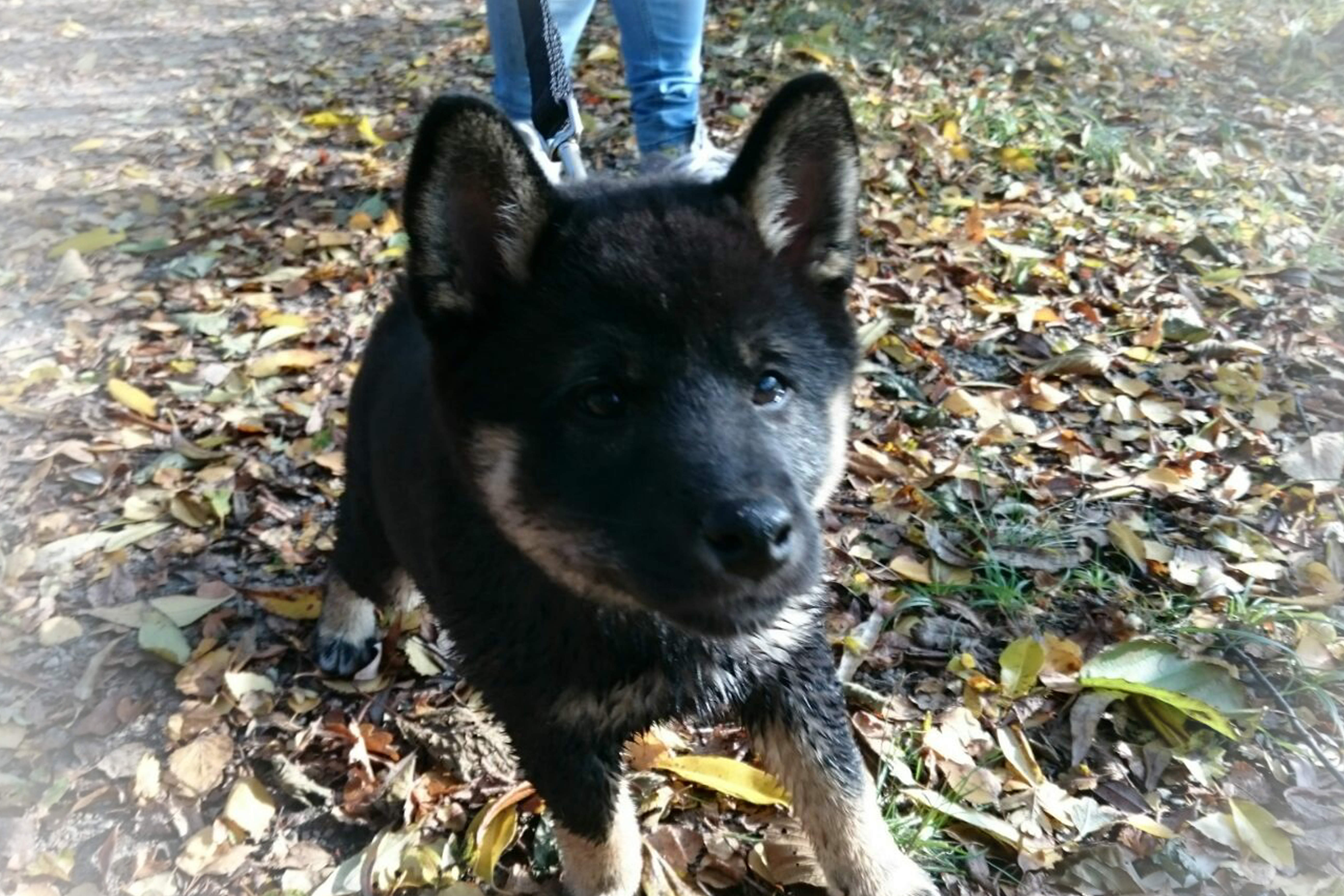Sonnenzeiten F r Tiere E V Tierschutzverein Falkensee Sonnenzeiten F r Tiere E V Tierschutzverein Falkensee