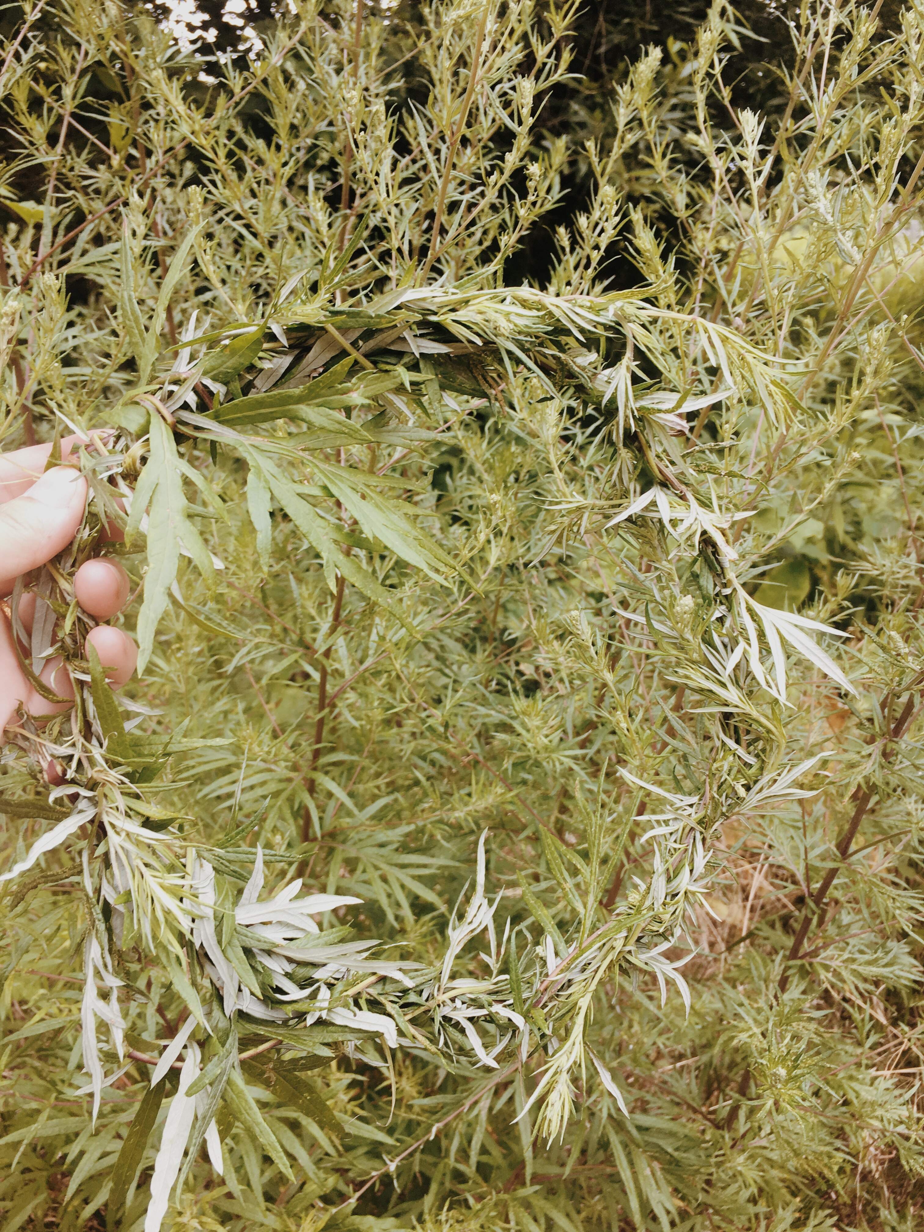 Artemisia Vulgaris Topical Oil