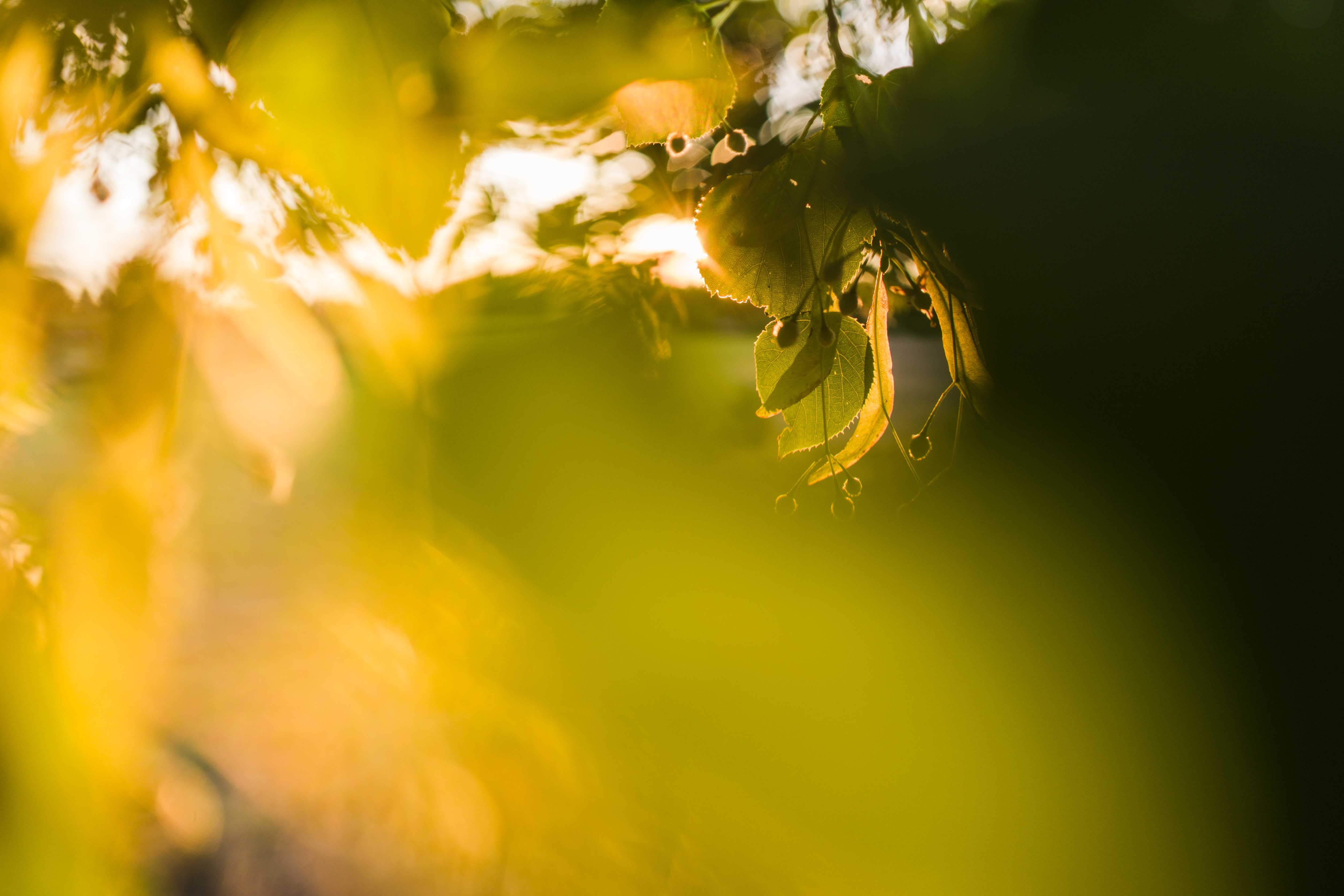 Das Bild zeigt einen Ausschnitt eines Lindenbaums, der im goldenen Sonnenlicht erstrahlt. Das Bild ist ein Nahaufnahme von Blättern und Zweigen eines Lindenbaums. Die Blätter sind grün und werden von der Sonne beleuchtet, was ihnen ein leuchtendes, fast durchscheinendes Aussehen verleiht. Die Sonne scheint durch die Blätter hindurch und erzeugt ein warmes, goldenes Licht, das den Hintergrund füllt. Der Fokus liegt auf einem Cluster von Lindenblättern in der Mitte des Bildes; der Rest des Bildes ist unscharf, was eine traumhafte Atmosphäre schafft.
