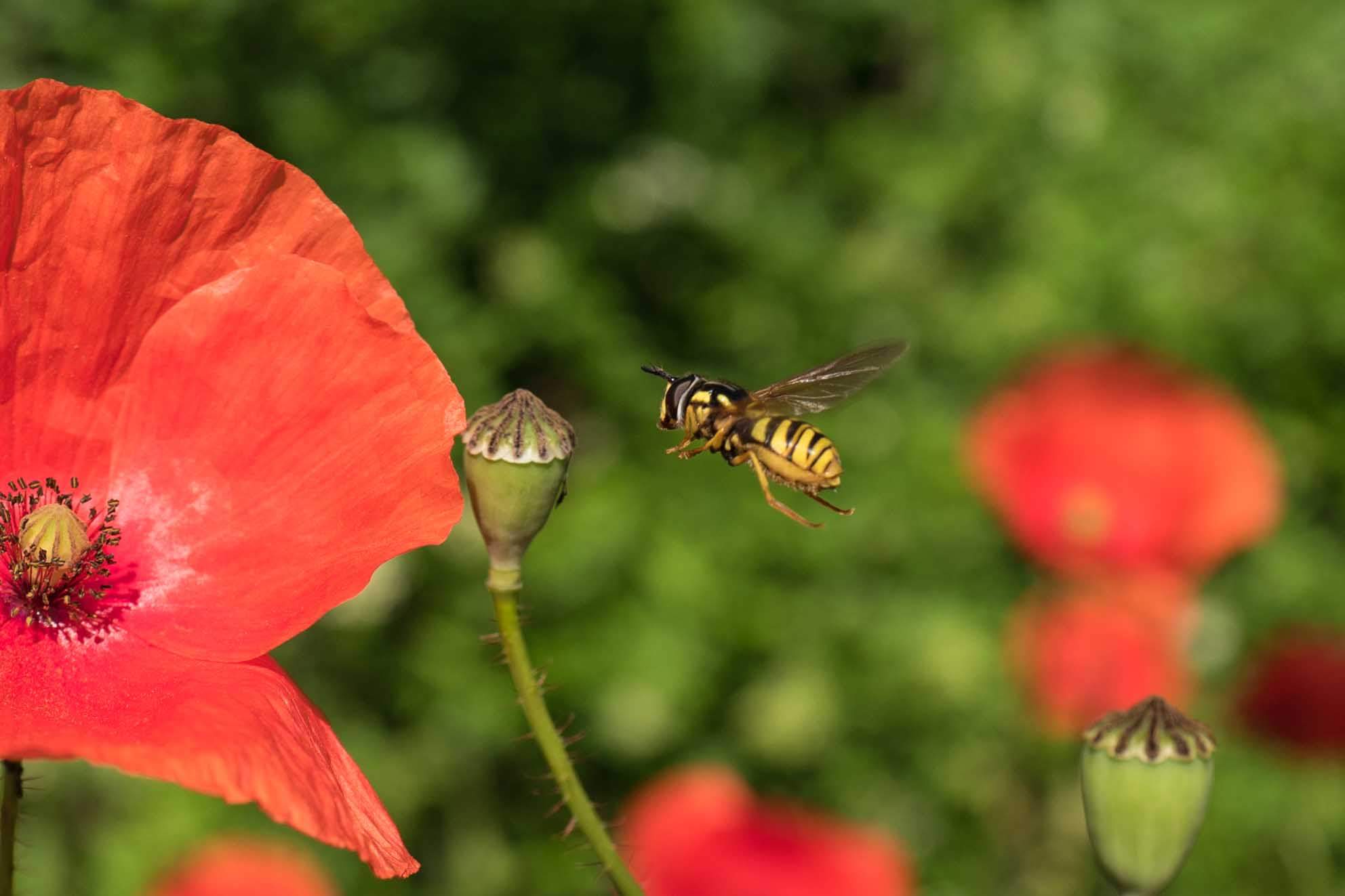 Eine Nahaufnahme von einer Schwebefliege, die in der Luft schwebt und sich in der Nähe einer Blüte befindet. Die Fliege hat gelb-schwarze Streifen. Die Blüte ist noch nicht aufgeblüht und hat grüne Kelchblätter mit spitzen Enden. Eine leuchtend rote Mohnblume mit zarten Blütenblättern nimmt die linke Seite des Bildes ein. Der Hintergrund ist mit Grünzeug gefüllt, was auf einen Garten- oder Feldhintergrund hinweist.