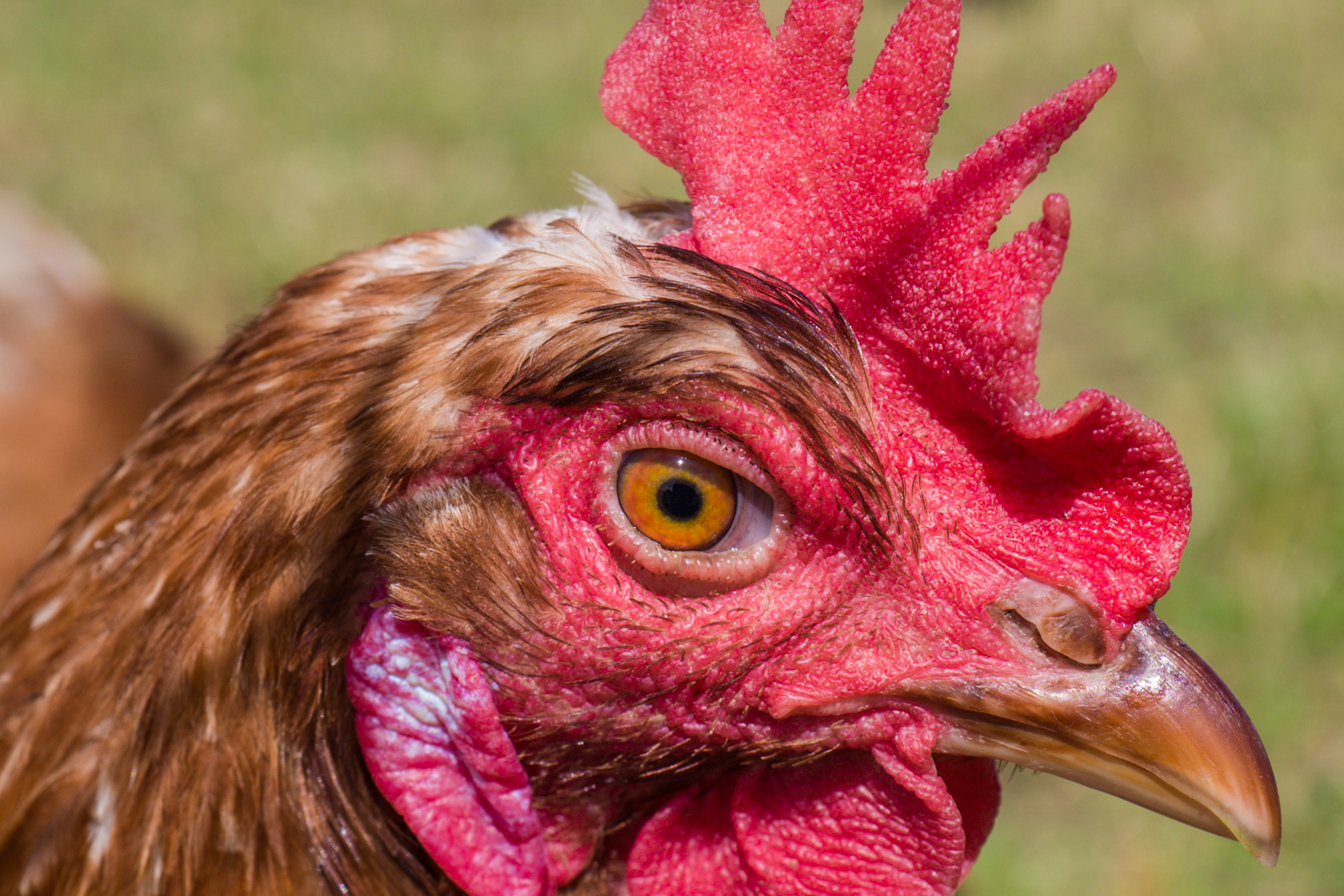 Das Bild zeigt den Kopf eines Huhns in Nahaufnahme. Der Kamm des Huhns ist leuchtend rot und texturiert, mit deutlich sichtbaren Einzelheiten. Das Auge des Huhns ist gelb mit einem schwarzen Pupille, es wirkt aufmerksam und lebendig. Die Federn um das Auge sind braun und weiß, während die Haut um das Auge und am Kamm rötlich ist. Das Auge ist Orangefarbig. Der Hintergrund des Bildes ist unscharf, was den Fokus auf den Kopf des Huhns lenkt. Makroaufnahme mit einer Leica Kamera.