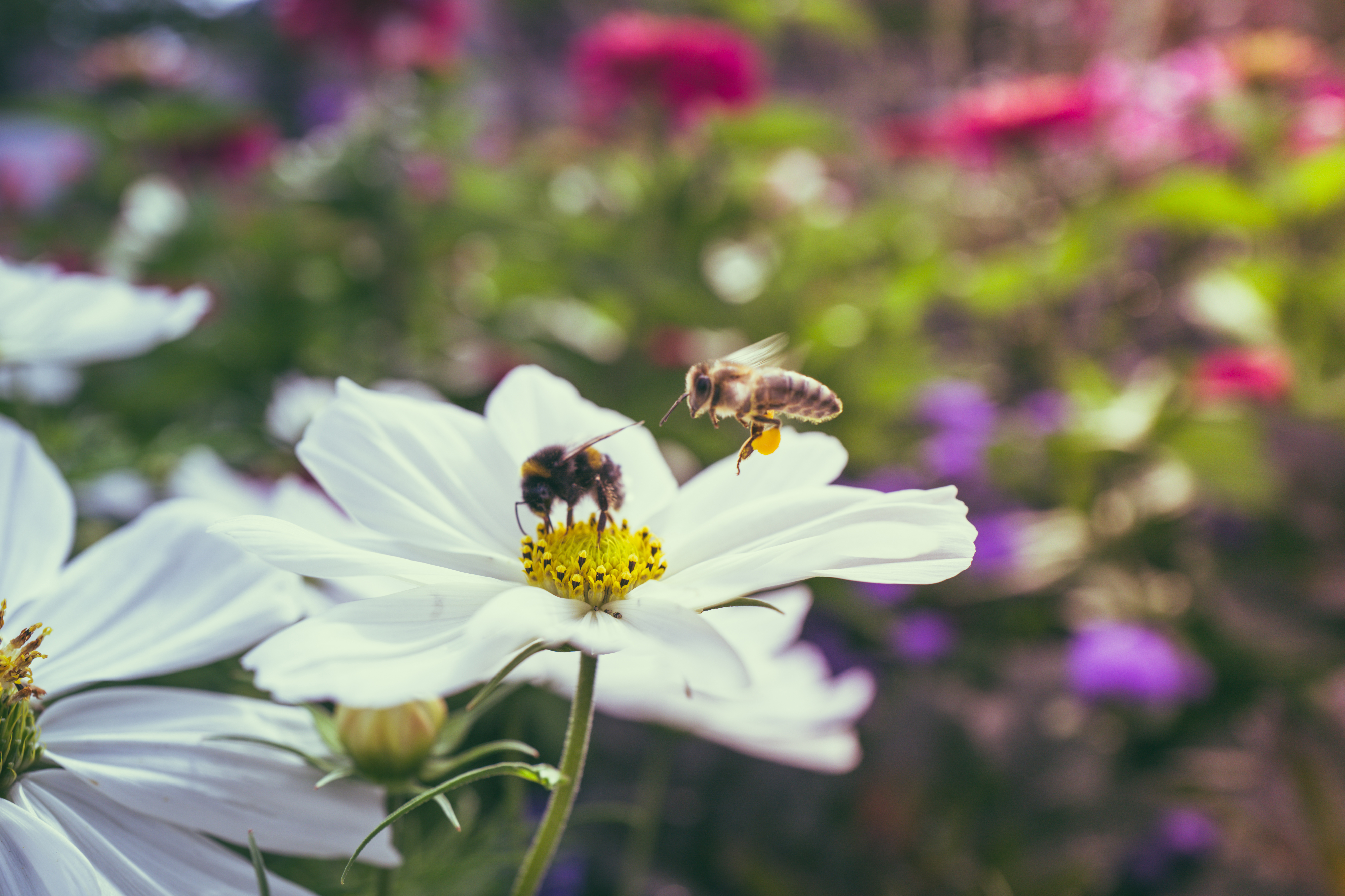 Das Bild zeigt eine Biene und eine Hummel, die Hummel trinkt von dem Nektar der gelben Blüte, die Biene fliegt gerade daran vorbei. Die Blume hat weiße Blätter. Im Hintergrund sind weitere Blumen und grüne Pflanzen zu sehen, die eine ästhetisch ansprechende Bokeh-Effekt erzeugen. Das natürliche und weiße Licht betont die Details der Insekten und der Blume im Vordergrund.