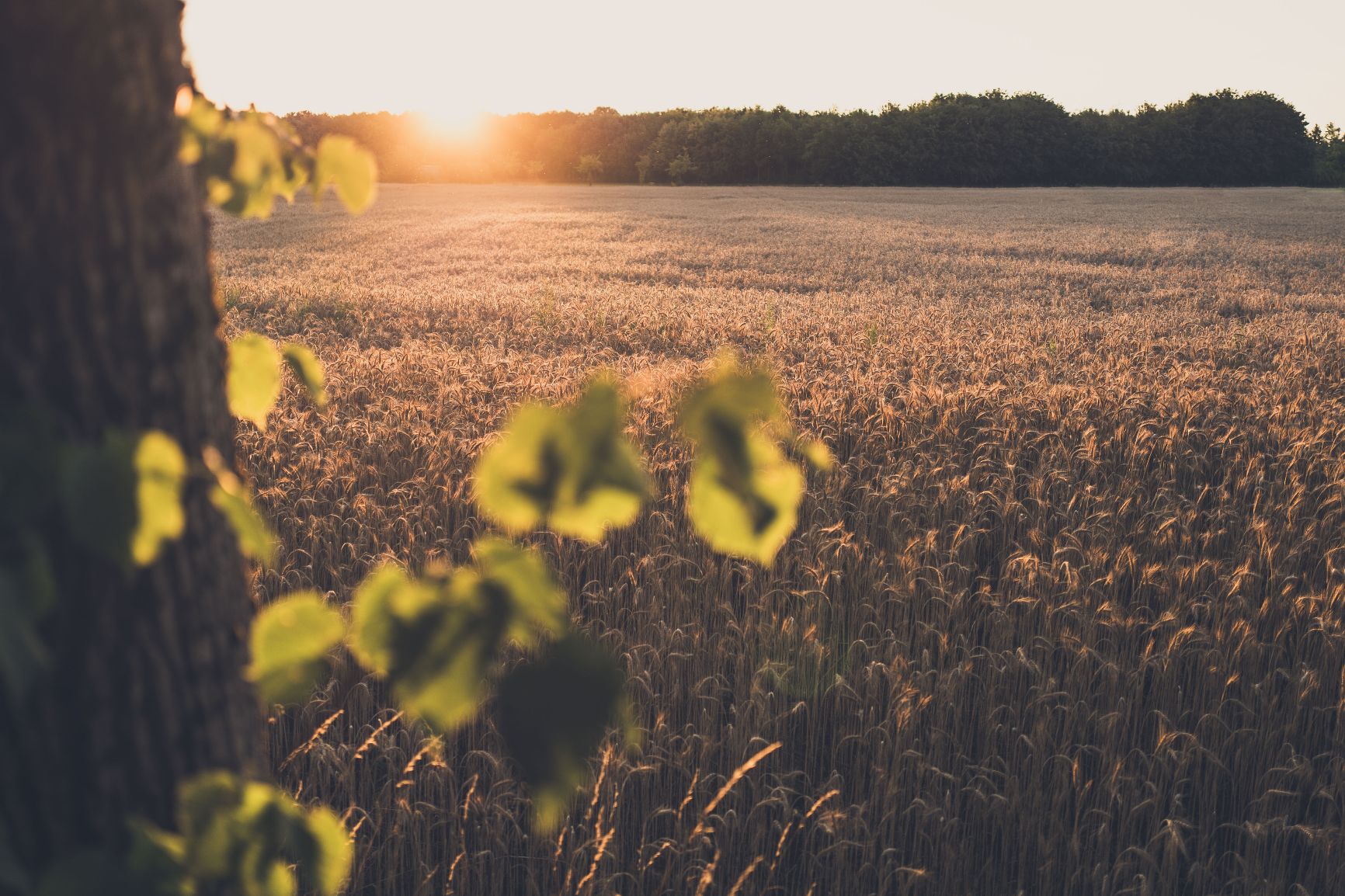 Das Bild zeigt ein weites Kornfeld mit reifen, goldenen Weizenähren, die im Sonnenuntergang leuchten. Im Vordergrund sind unscharfe Bätter zu sehen, im Hintergrund geht die Sonne zwischen Bäumen unter und taucht die Szene in ein warmes, goldenes Abendlicht.