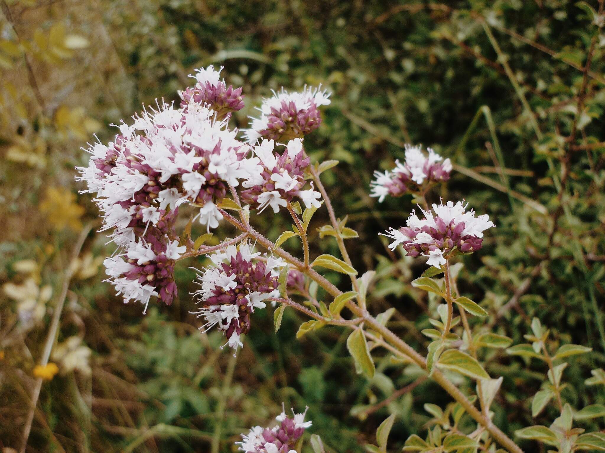 Трава обыкновенная. Душица обыкновенная (Origanum vulgare). Душица обыкновенная (Oríganum vulgáre). Лесная мята душица. Блошница обыкновенная.