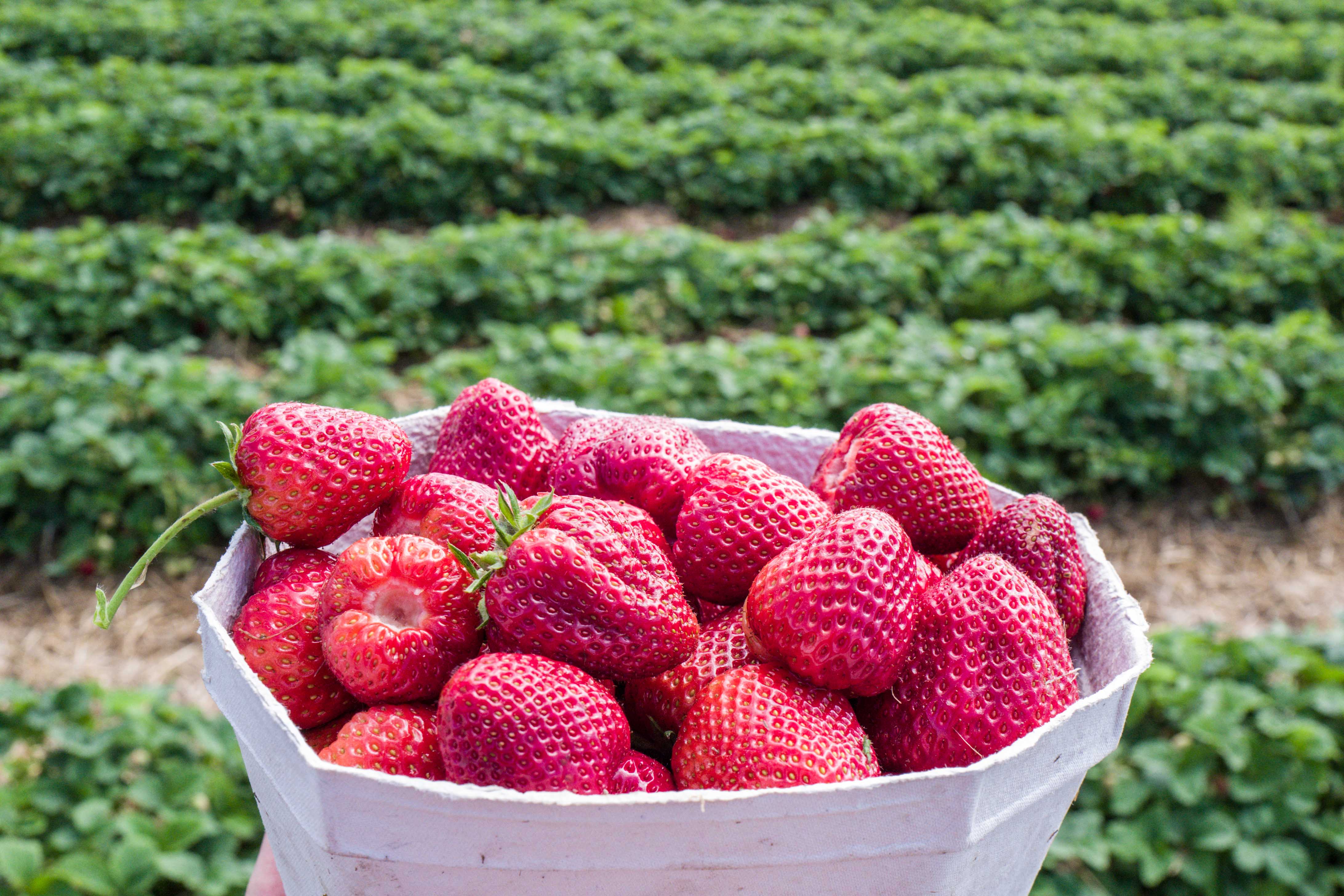 Erdbeeren