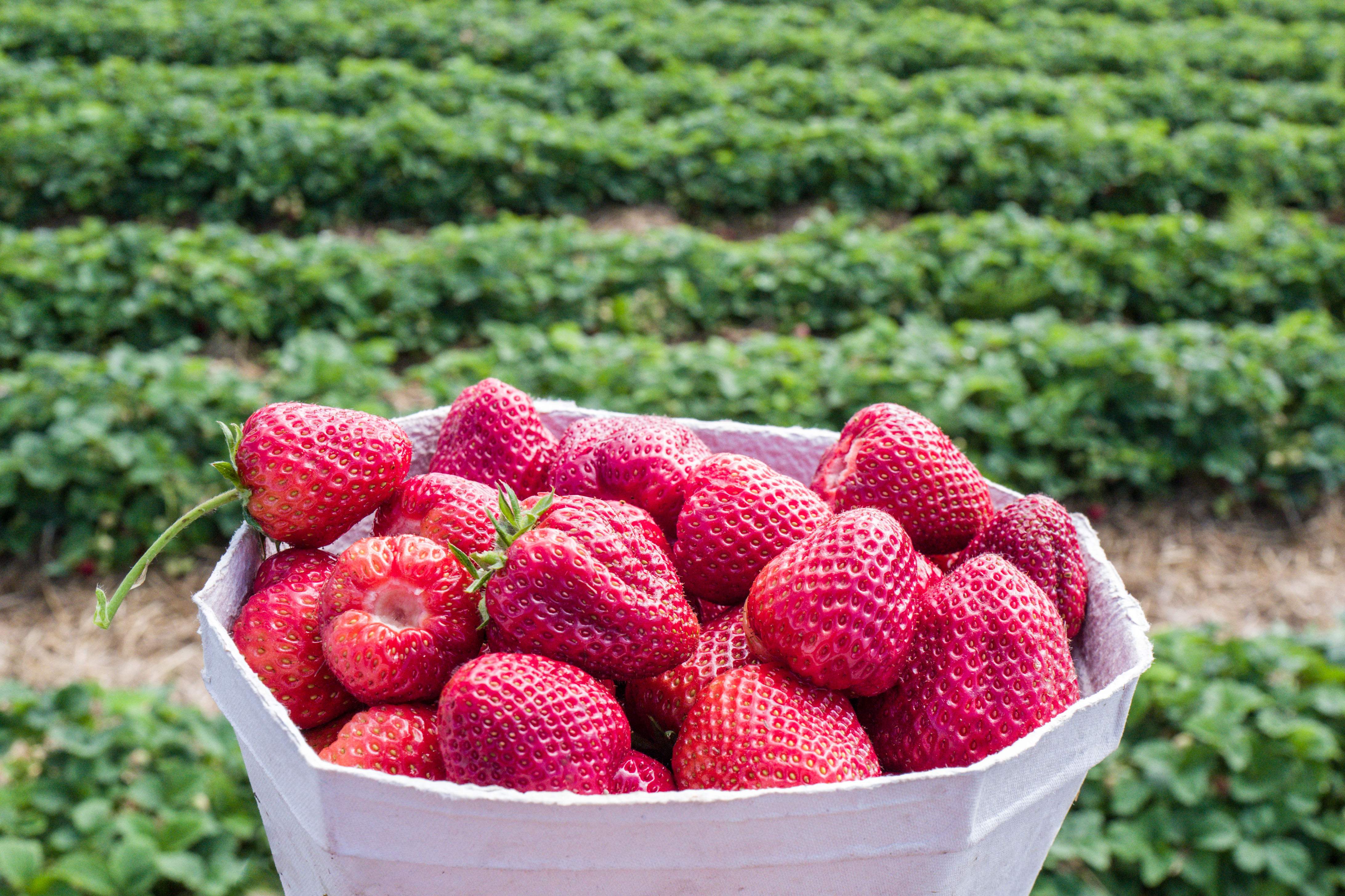 Das Bild zeigt eine weiße Schale voller frischer, roter Erdbeeren vor dem Hintergrund eines Erdbeerfeldes. Die Erdbeeren haben eine lebendige rote Farbe und sind mit kleinen gelben Samen bedeckt. Im Hintergrund ist ein großes Feld von Erdbeerpflanzen sichtbar. Das Licht ist natürlich und hebt die leuchtende Farbe der Erdbeeren hervor.