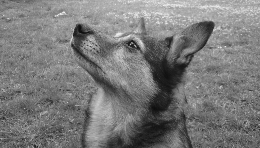 Sonnenzeiten F r Tiere E V Tierschutzverein Falkensee Sonnenzeiten F r Tiere E V Tierschutzverein Falkensee