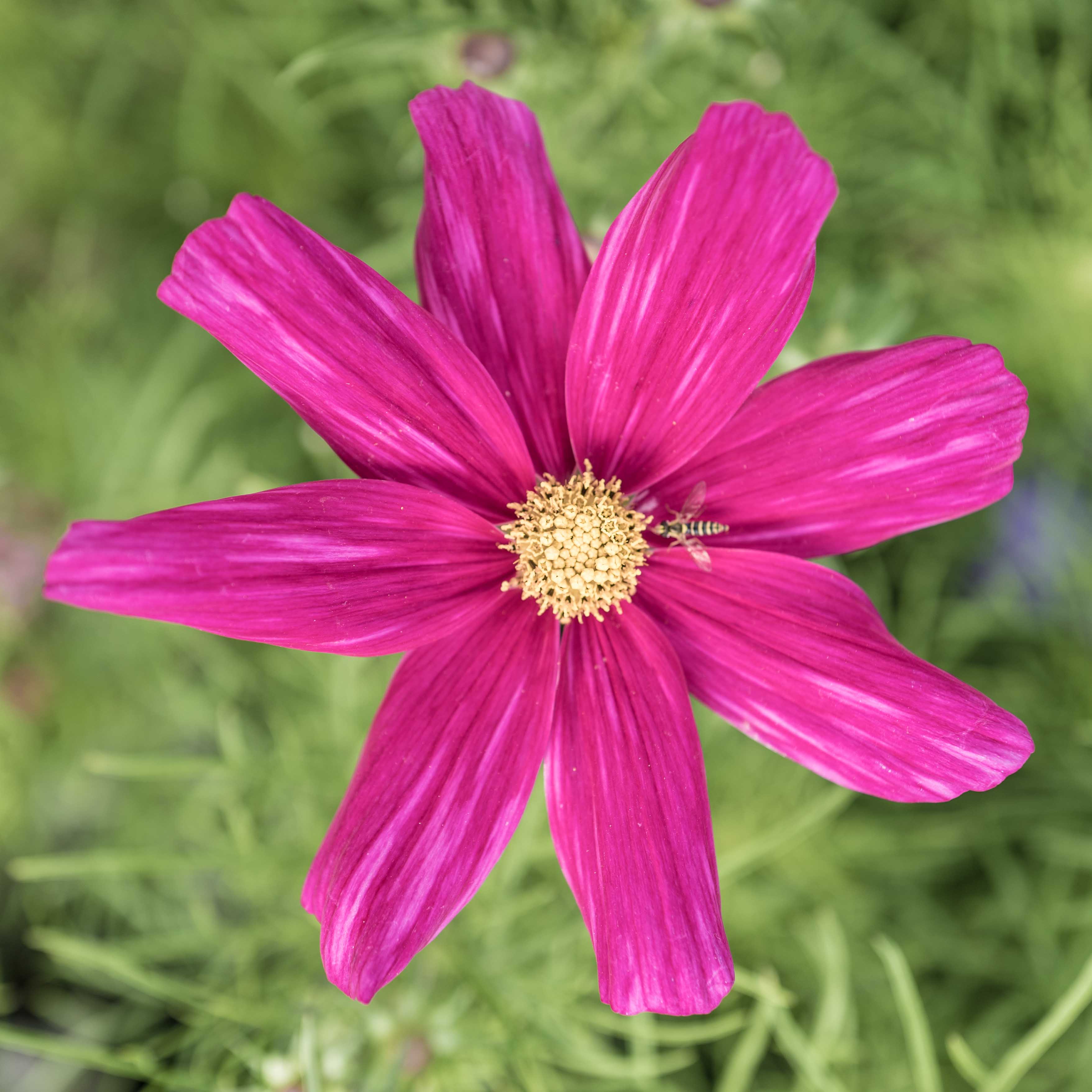 Das Bild zeigt eine Kosmee-Blume in voller Blüte. Die Blume hat strahlend rosa Blütenblätter, die breit und glatt sind und sich vom Zentrum aus nach außen erstrecken. Das Zentrum der Blume bildet ein kreisförmiges Muster, wo die Bestäubung stattfindet. Eine kleine Schwebefliege ist auf einem der Blütenblätter in der Nähe des Zentrums der Blume sichtbar, wahrscheinlich um Nektar oder Pollen zu sammeln.