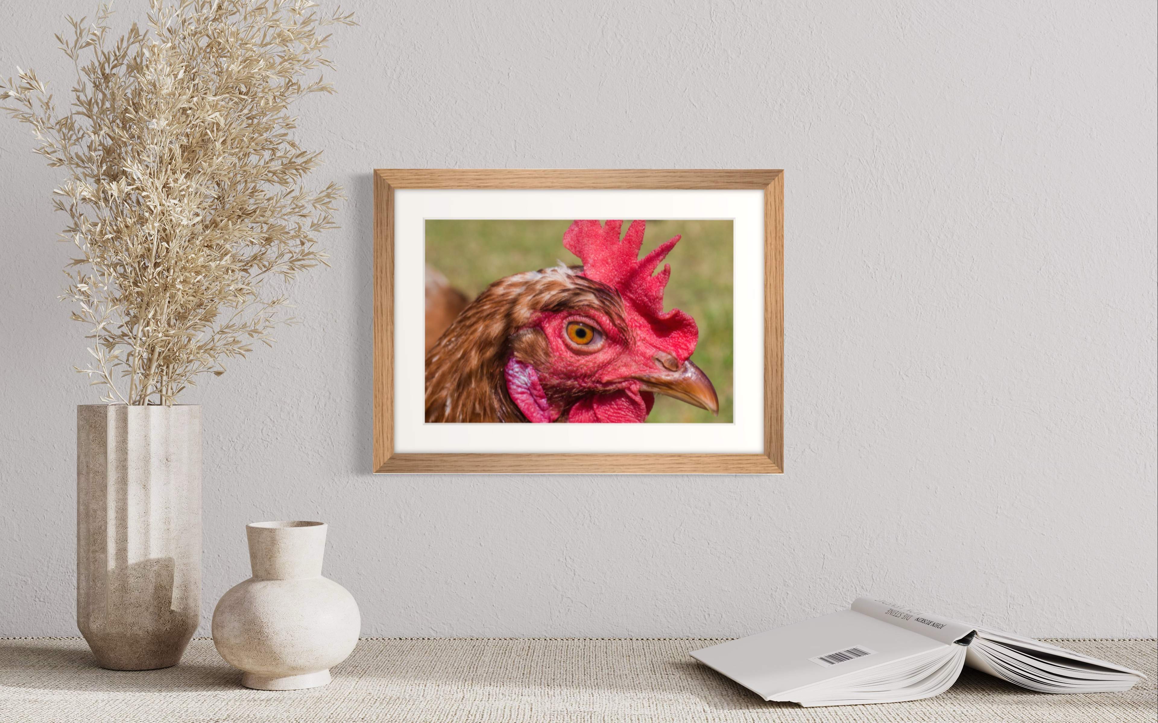 Huhn Nahaufnahme