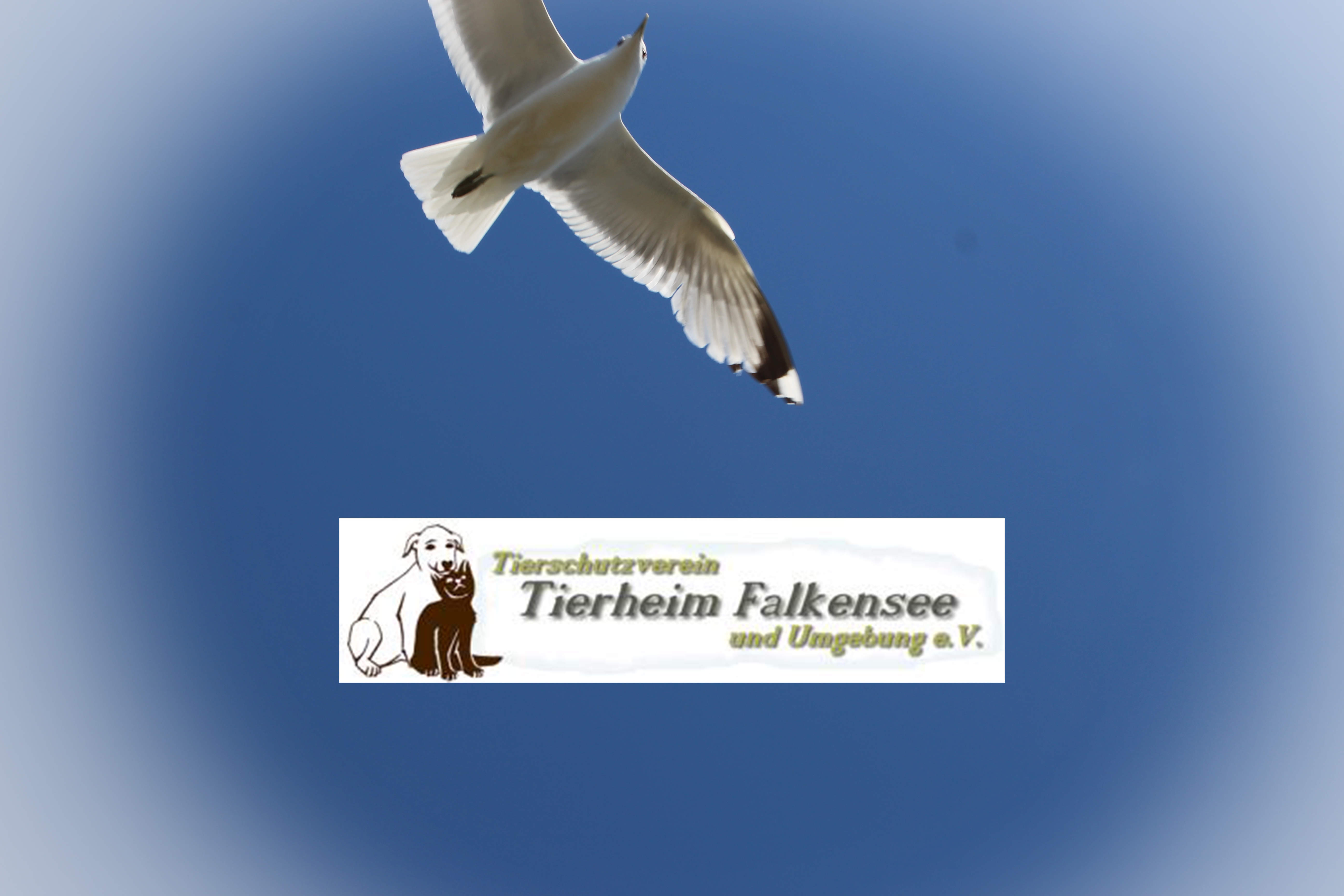Sonnenzeiten F r Tiere E V Tierschutzverein Falkensee Sonnenzeiten F r Tiere E V Tierschutzverein Falkensee