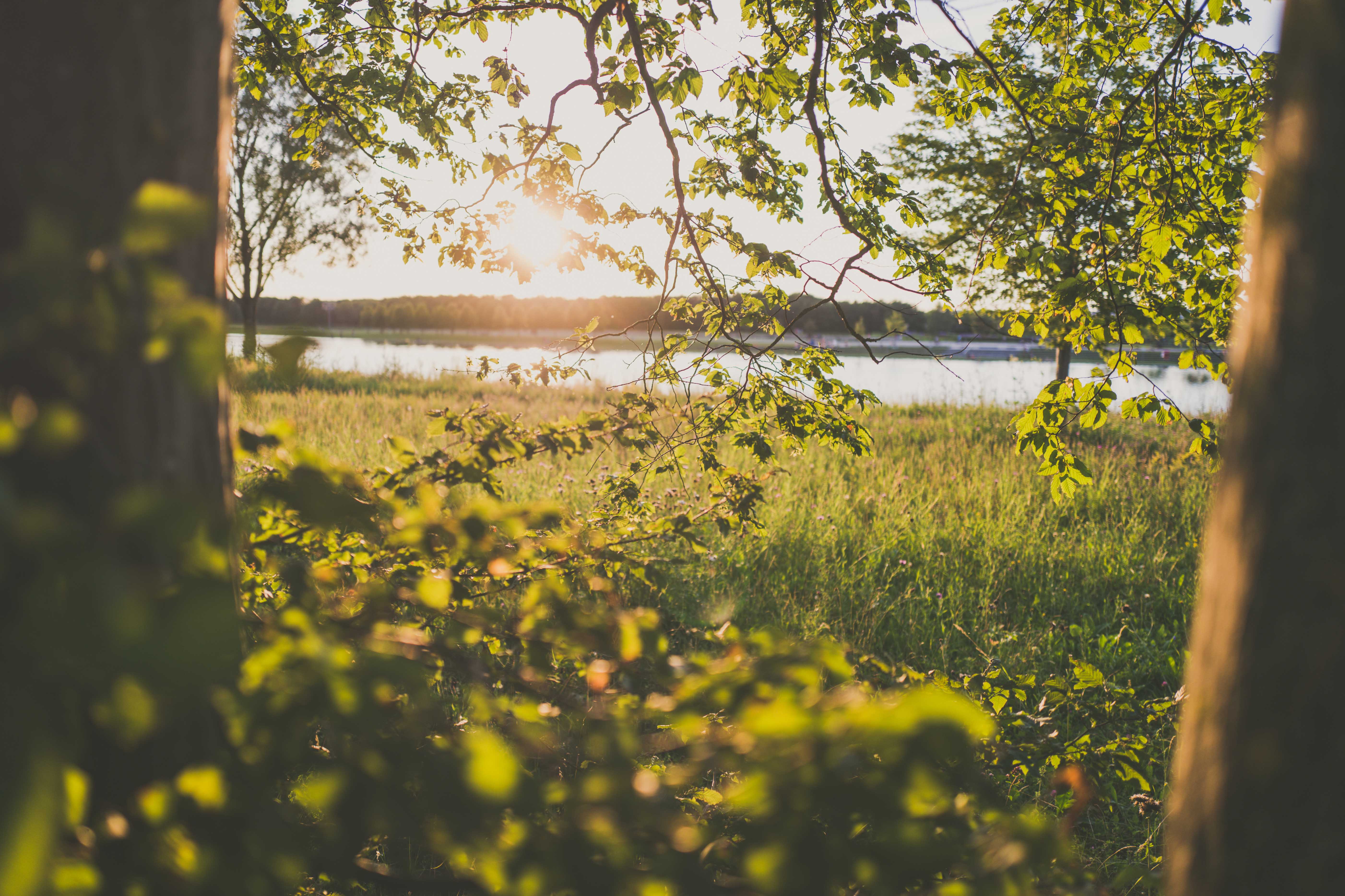 Das Bild zeigt eine schöne Szene eines Sonnenuntergangs über einem See, umgeben von Grün. Das Sonnenlicht scheint durch die Zweige und Blätter der Bäume im Vordergrund und wirft dabei Licht auf das Gras darunter. Das Gras ist üppig und grün, warm von der untergehenden Sonne beleuchtet. Im Hintergrund spiegeln sich die ruhigen Gewässer eines Sees in den goldenen Farben des Sonnenuntergangs.