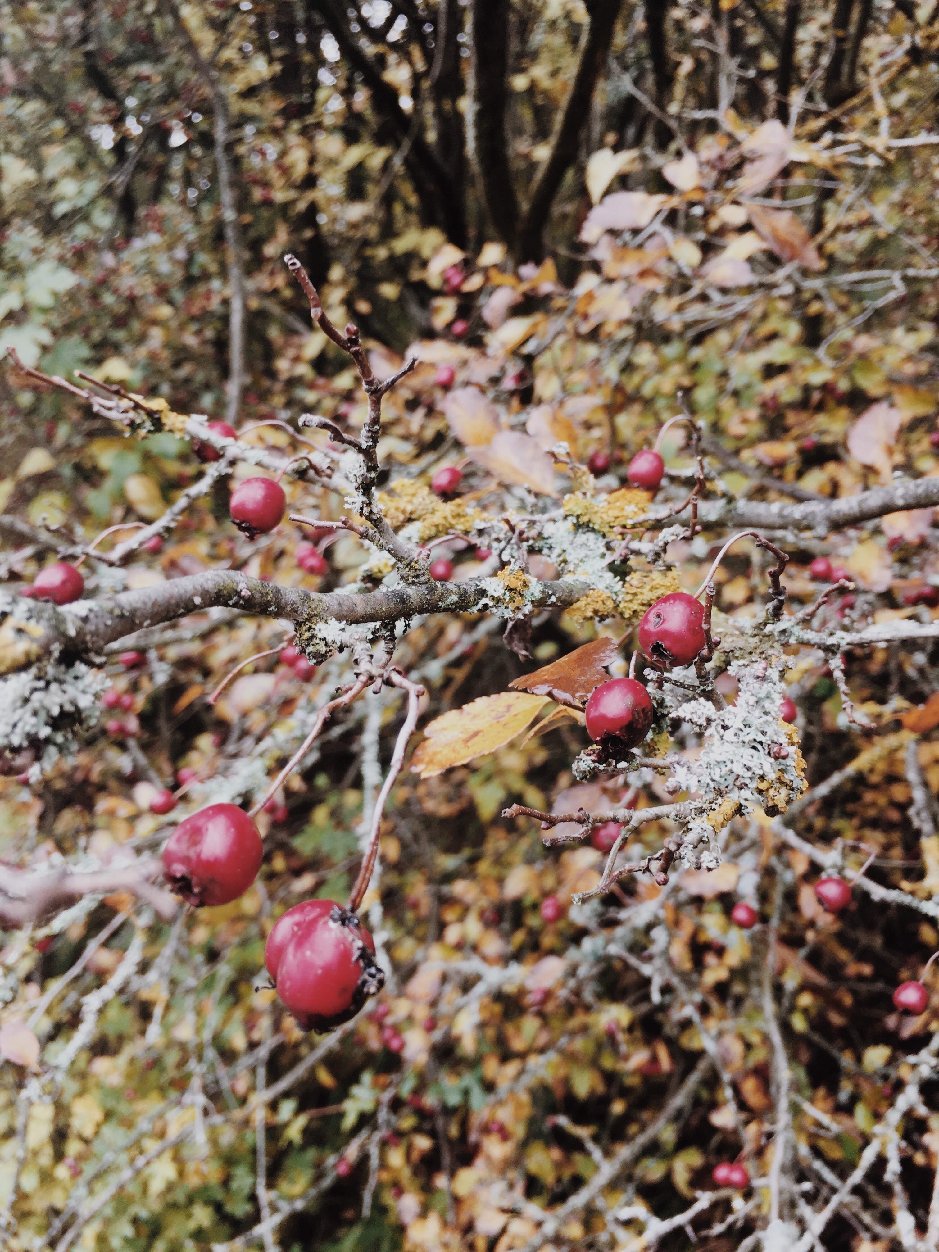 Winter Medicine: deep Roots & power Fruits
