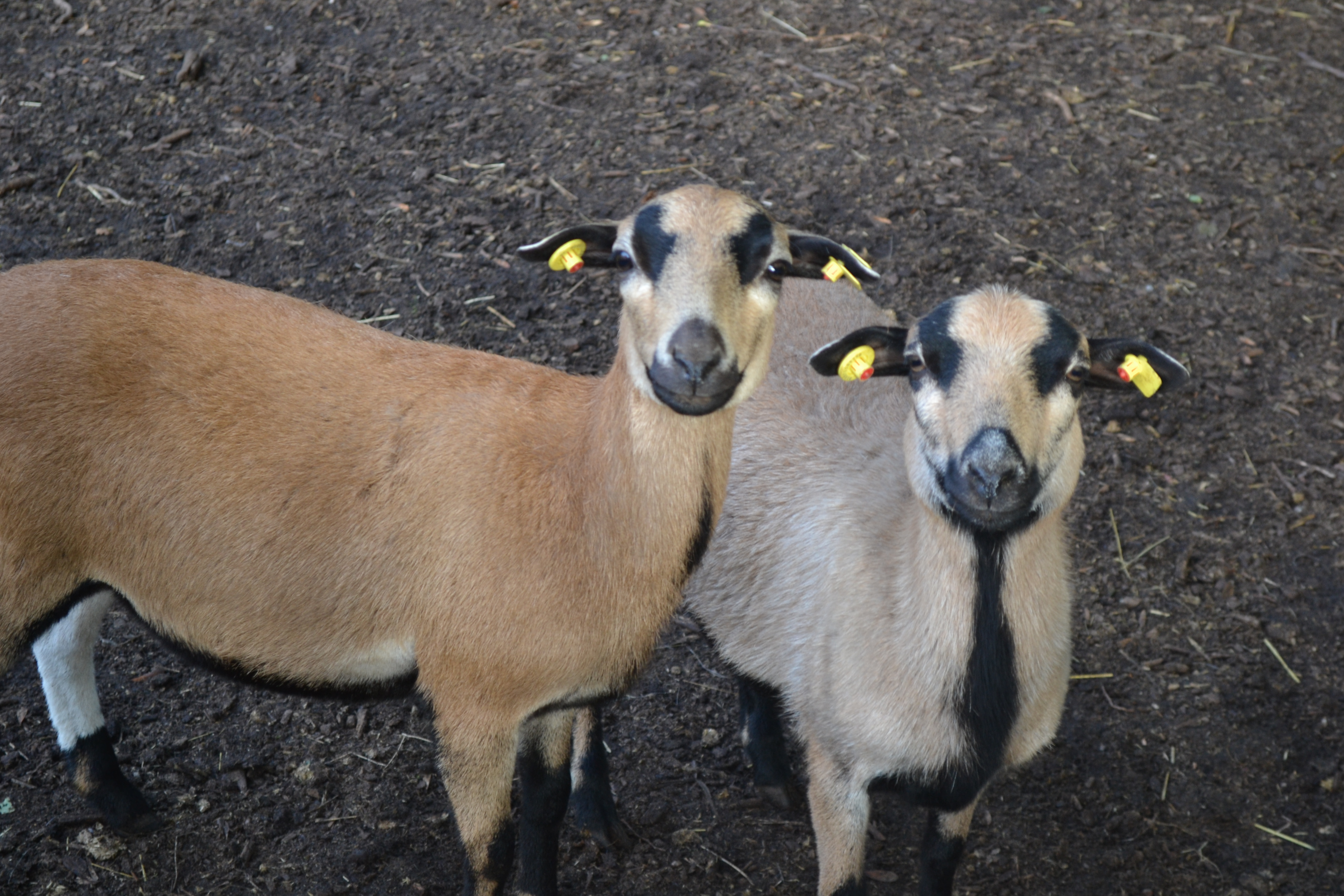 Zelt- und Campingplatz